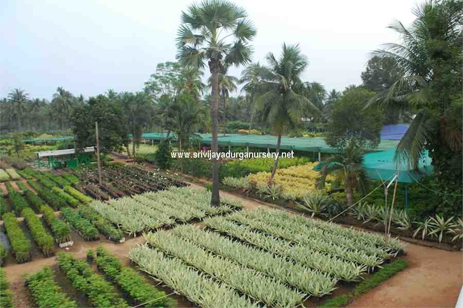 Vijaya Durga Nurseryplants suppliers